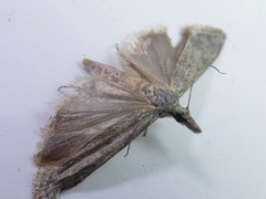 Orocrambus flexuosellus