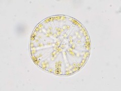 Asteromphalus
