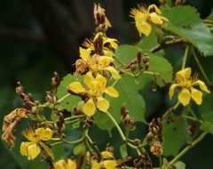 Erinocarpus nimmonii