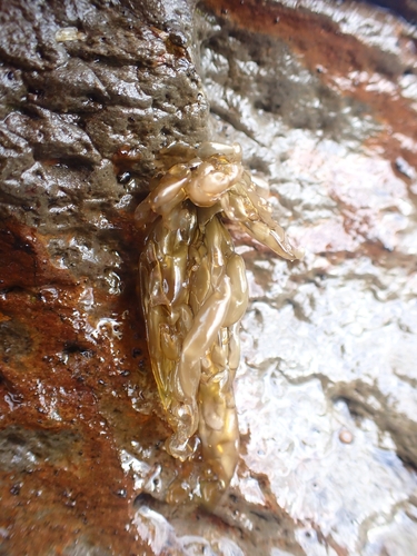 Pyropia perforata observed 2026-04-27