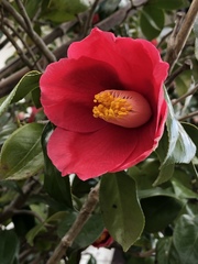 Camellia japonica