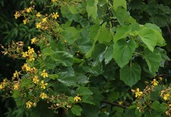 Erinocarpus nimmonii