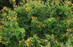 Erinocarpus nimmonii