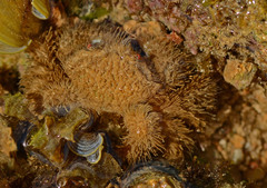 Pilumnus vespertilio