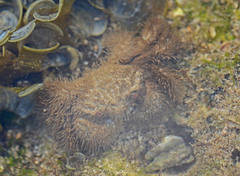 Pilumnus vespertilio