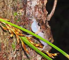 Cophixalus australis