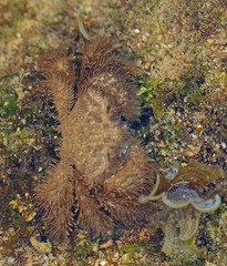 Pilumnus vespertilio