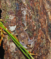 Cophixalus australis
