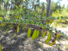 Bossiaea brownii