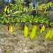 Bossiaea brownii - Photo (c) Martin Bennett, some rights reserved (CC BY-NC), uploaded by Martin Bennett