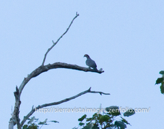 Patagioenas squamosa