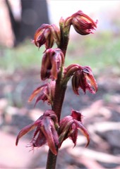 Prasophyllum reflexum