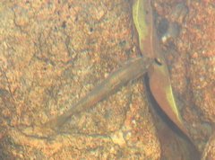 Rhinogobius duospilus