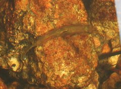 Rhinogobius duospilus