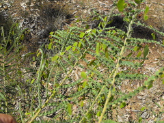 Bossiaea brownii