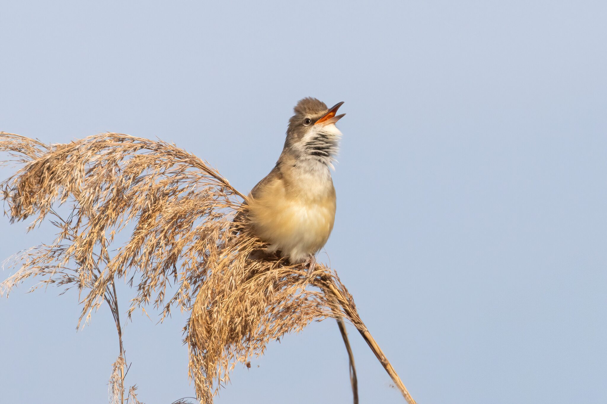 Great Reed Warbler (Acrocephalus arundinaceus), photo 6