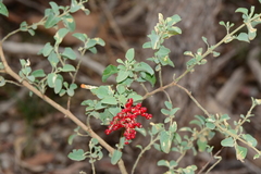 Chenopodium parabolicum