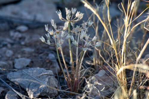 Allium macropetalum, photograph 2