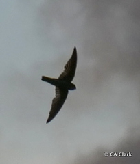 Aerodramus pelewensis