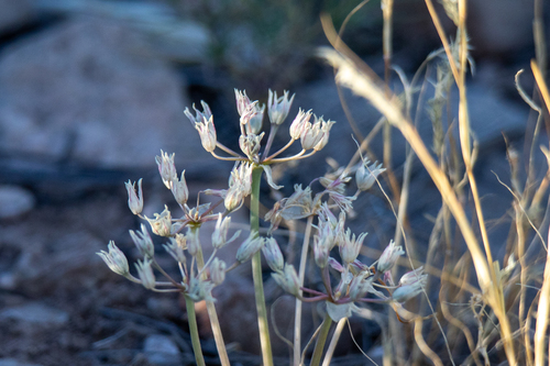 Allium macropetalum, photograph 3