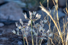 Allium macropetalum, photograph (c) Kevin Floyd, some rights reserved (CC BY)