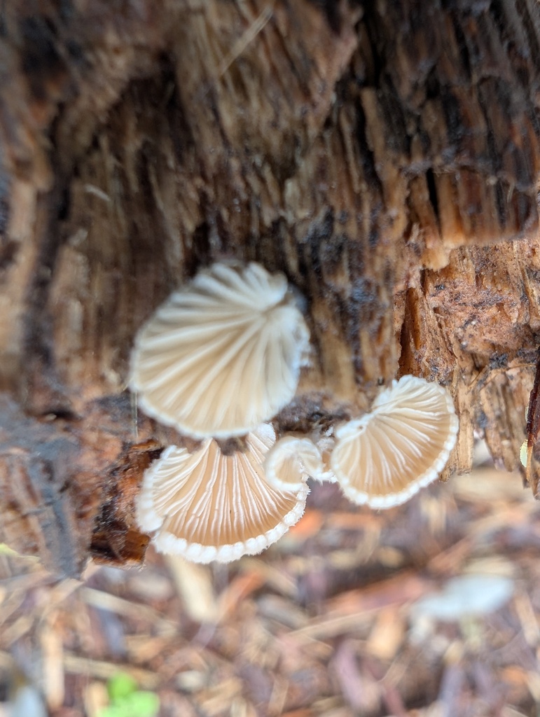 Schizophyllum commune · April 2026 · photo: © atsushi_nakajima_cirque (iNaturalist, cc-by)