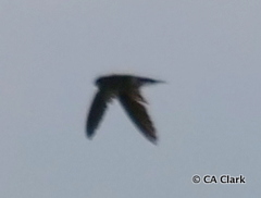Aerodramus pelewensis