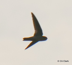 Aerodramus pelewensis