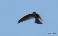 Aerodramus pelewensis