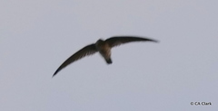 Aerodramus pelewensis