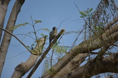Dryobates scalaris