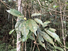 Eustigma oblongifolium