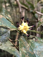 Eustigma oblongifolium