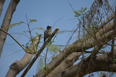 Dryobates scalaris