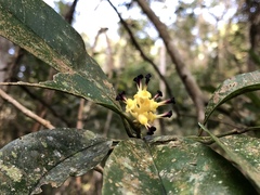 Eustigma oblongifolium
