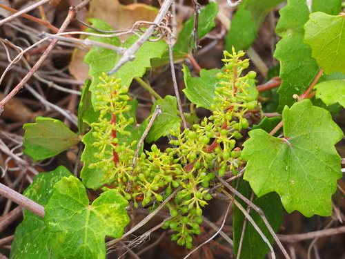 Image of Vitis flexuosa by no rights reserved