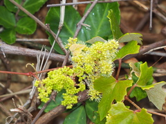 Vitis flexuosa