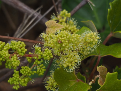 Image of Vitis flexuosa by no rights reserved