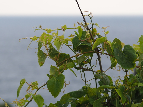 Image of Vitis flexuosa by no rights reserved
