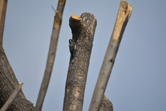 Dryobates scalaris