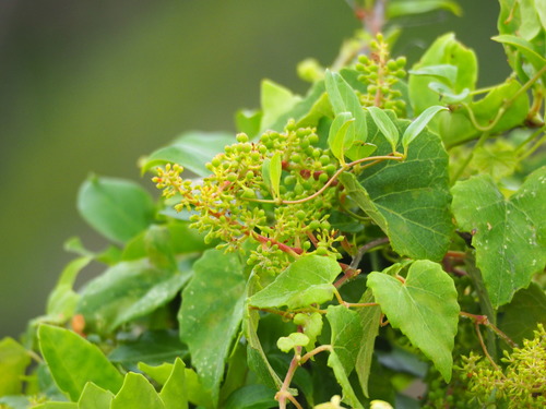 Image of Vitis flexuosa by no rights reserved