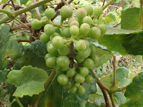 Image of Vitis flexuosa by no rights reserved