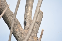 Dryobates scalaris