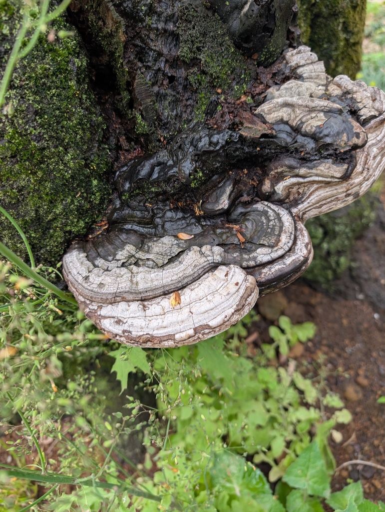 Ganoderma applanatum · April 2026 · photo: © atsushi_nakajima_cirque (iNaturalist, cc-by)