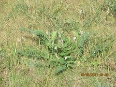 Astragalus alopecurus
