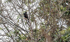 Turdus serranus