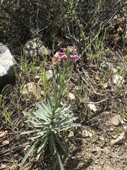 Matthiola incana