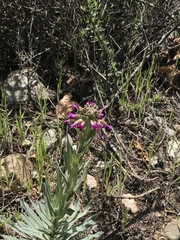 Matthiola incana