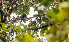 Entomodestes coracinus