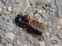 Liometopum microcephalum